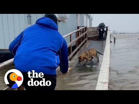 Football Players Rescue Mom And Puppies Left Behind During A Storm | The Dodo