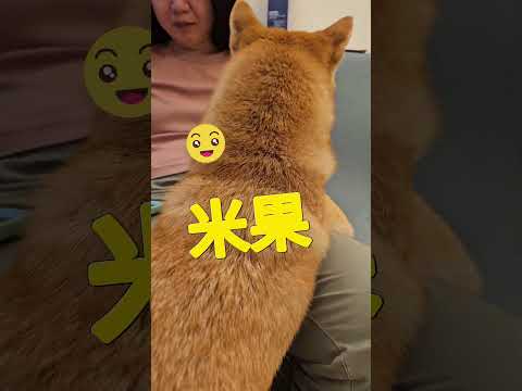 貪吃的米果妹又在討食物了😂 #柴犬 #shiba #doglife #可愛い #狗狗 #cutedog #shorts #shibainu #dog #狗狗 #毛小孩 #cute #family