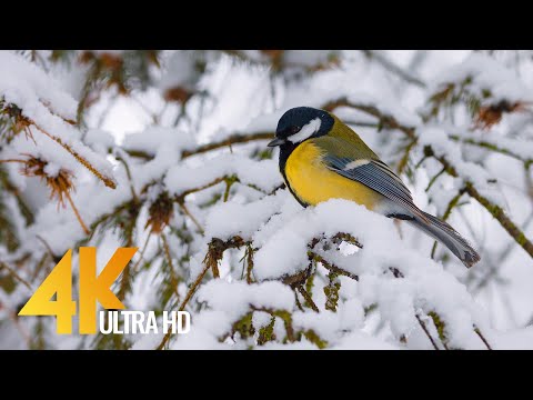 4K Songs of Birds in Winter - Nature Relax Video with Real Birds' Chirping