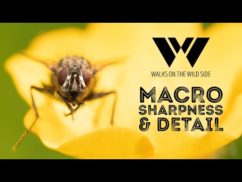 Sharpness and Detail in Macro Photography