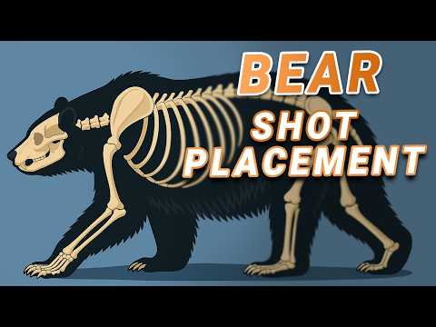 Bear SHOT Placement 101: What Hunters Get Wrong