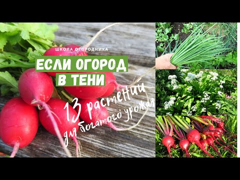 Что посадить в тени и получить богатый урожай? 13 овощных растений для тени