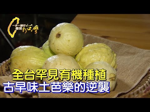 土芭樂樹嬌嫩難照顧.耕除砍樹前夕被"全包了".變身芭樂生乳捲∣一步一腳印【接手老芭樂園新農夫】20220529