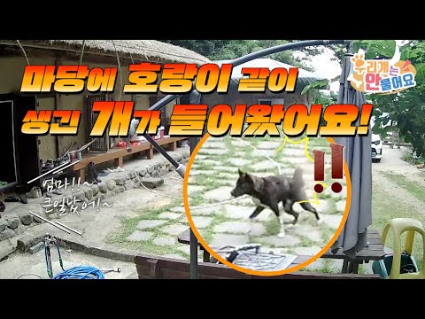 도와주세요! 🙊 어느날 마당에 찾아온 사냥개가 사람을 물었어요! 🚑 #우리개는안물어요 #우리개연구소 #진돗개교육 #카이견