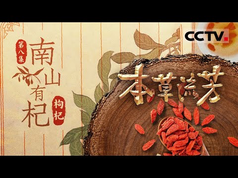 《本草流芳》08 南山有杞:枸杞 干皱的“养生明星” 随时待命为你煲汤泡水!【CCTV纪录】