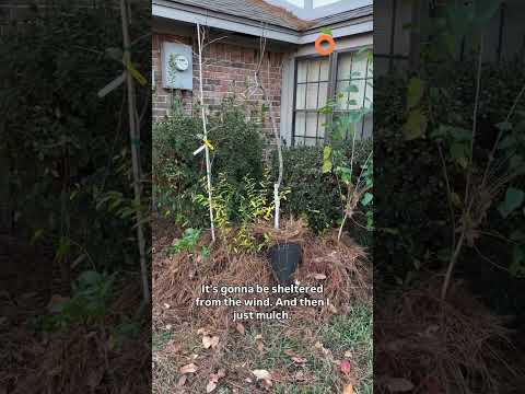 Protecting Potted Trees from Cold #fruittrees #containergardening #growingfruit #wintergarden