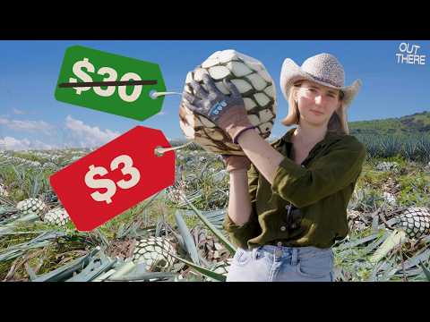 The agave bubble just burst–I went to Tequila, Mexico to find out why