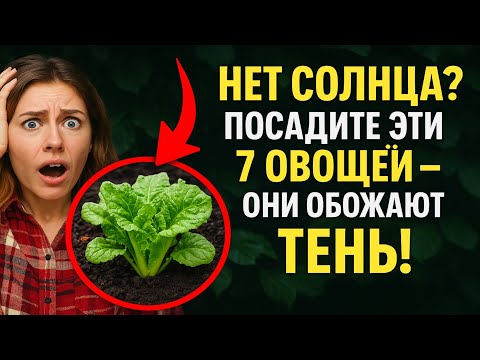 Нет Солнца? 🌱 Посадите Эти 7 Овощей – Они Обожают Тень!