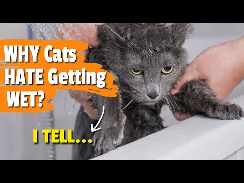 🙀 ¿WHY Cats Really HATE Getting WET?