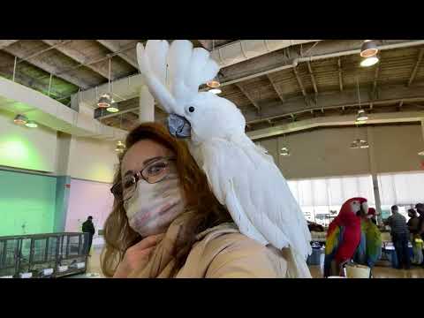 США. ПТИЧИЙ РЫНОК В АМЕРИКЕ