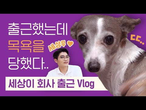 vlog | 세상이 출근 브이로그 🐶 🎉  | 세상무님과 설쌤의 목욕 꿀팁 공개! (목욕 초보 필수 시청 🛁 ) | 설채현 행동학 수의사