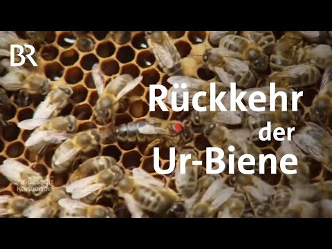 Rückkehr der "Dunklen Biene Bayern": Resistente Art neuentdeckt | Zwischen Spessart & Karwendel | BR
