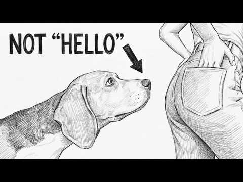 Dog Psychology | The Real Reason Dogs Sniff Butts Is Weird