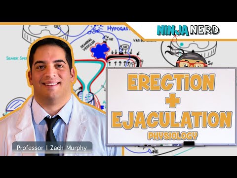 Male Reproductive System | Erection & Ejaculation