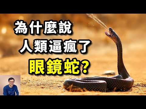 Did the spitting cobra evolve to fight humans? Snake venom makes humans stronger?#cobra #animal