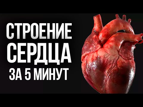 Строение сердца, лучшее объяснение за 5 минут  | ЕГЭ Биология | Глеб Мендель