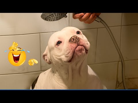 You Will Die Laughing At These Dogs 🐶  Best Animal Video Compilation You Can’t Miss 🤣😹