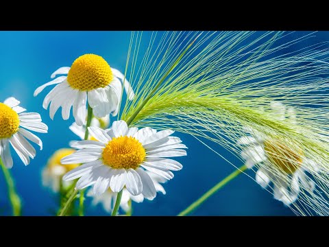 Relaxing Piano Selection for Sleep and Stress Relief