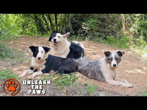 Border Collie Family Left in the Forest – Mama Dog was so happy to be found!