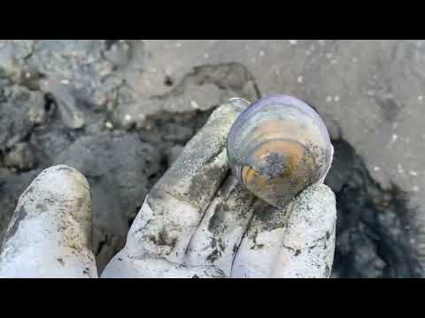 2024年2月20號新竹香山17公里海岸線挖赤嘴