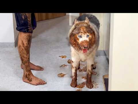 🔴 WATCH LIVE: FUNNIEST PET VIDEOS 24/7 🤣