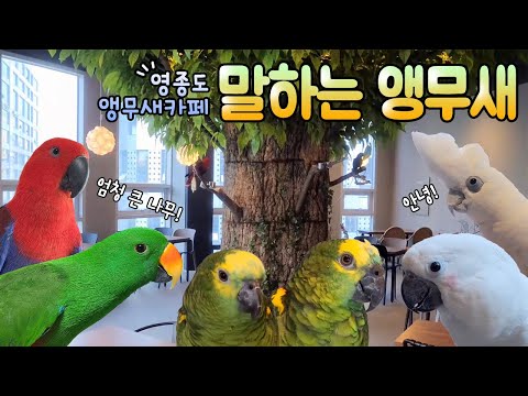 [지구젤리/앵카] 말하는 앵무새에서 실컷 말하고 왔어요🗣