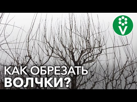Как удалять ВОЛЧКИ НА ГРУШЕ? Пример обрезки запущенной груши
