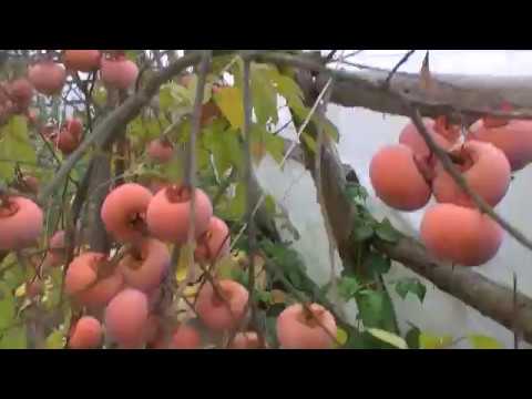 Хурма в Беларуси ноябрь месяц