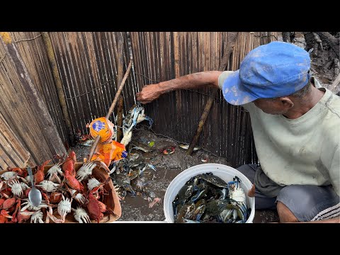 ARMEI UM MORREDOR NO MANGUE E USEI MORTADELA COMO ISCA — O QUE ACONTECEU NINGUÉM ESPERAVA!🦀