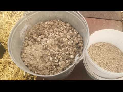 Вы ещё не добавляете Это в лунку при посадке Рассады в теплицу? Помидорный Комбикорм Секрет раскрыт!