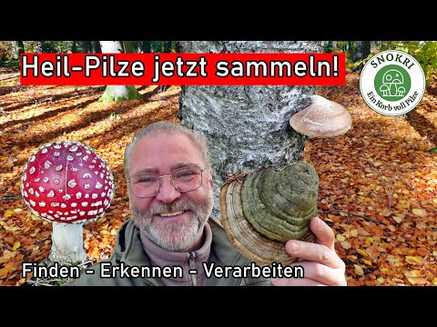 Collect medicinal mushrooms now - healing powers from nature, fresh from the forest, early Novemb...