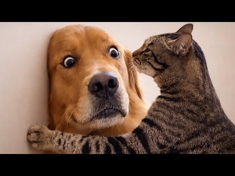 When the Cat Inspects the New Roommate 😂 Funny Cats & Dogs