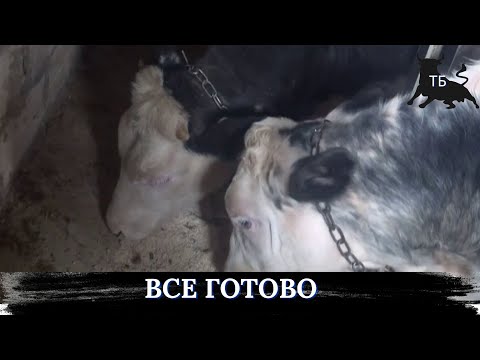№21. Ремонтні роботи завершені, телята вже на своїх місцях.