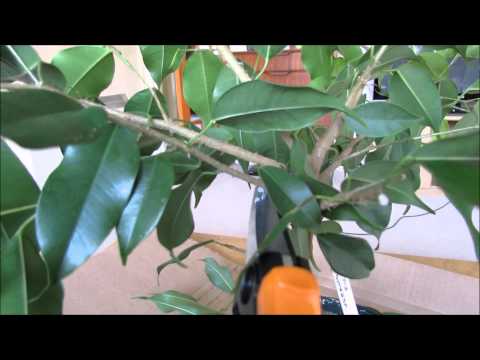 Pruning Ficus Benjamina