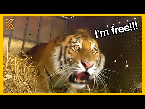 💕 Watch These Animals Being Freed For The First Time