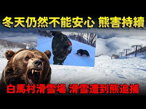 冬天仍然不能安心 十二月熊害持續！長野白馬村滑雪場 滑雪遭到熊追捕！