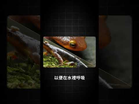 披著橘色外套的死神！？