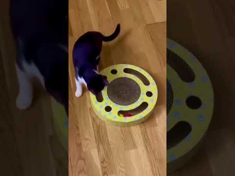 Tuxedo Cat est folle de son nouveau jouet #chat #cat #animaux