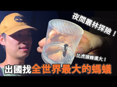 比虎頭蜂還大！找世界最大的螞蟻！巢穴曝光！【馬來西亞Vlog】