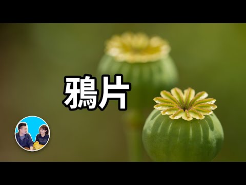 千萬不要碰，帶來短暫幸福和永恆災難的植物 | 老高與小茉 Mr & Mrs Gao