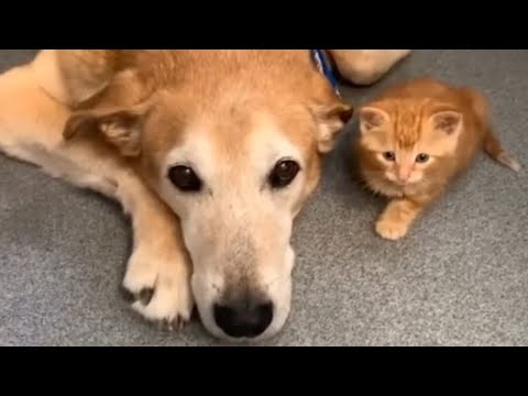 Male dog's amazing reaction to kitten