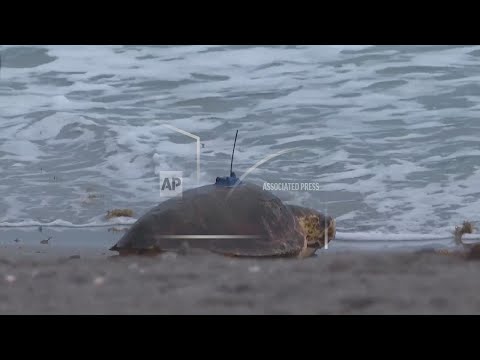 Dilly Dally the sea turtle returns to the ocean after flipper amputation