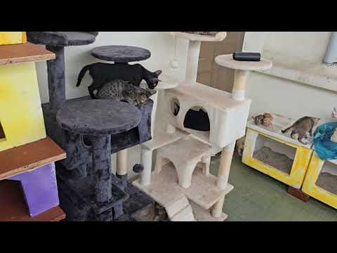 Cats Playing Freely at Home 😻 | Cute & Funny Moments