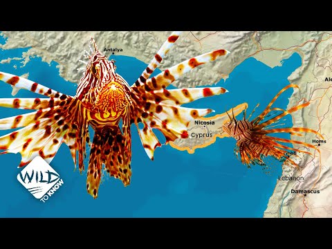 How Lionfish Took over the Mediterranean Sea | Wild to Know