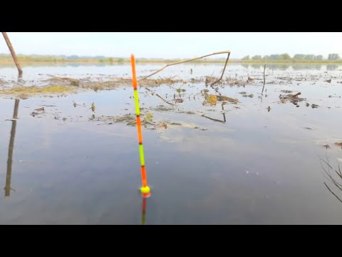 ТОЛЬКО ЗАБРОСИЛ СРАЗУ КЛЮЕТ! Ловля КАРАСЯ на ПОПЛАВОЧНУЮ УДОЧКУ.