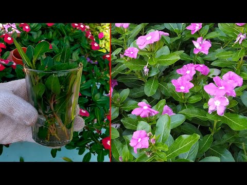 Как сохранить катарантусы зимой. Черенкование катарантуса