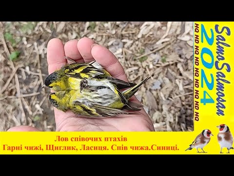 Лов співочих птахів -  Гарні чижі, Щиглик, Ласиця. Спів чижа.Синиці.