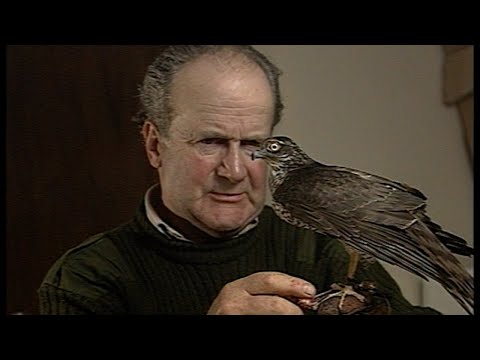 Training a wild caught sparrowhawk