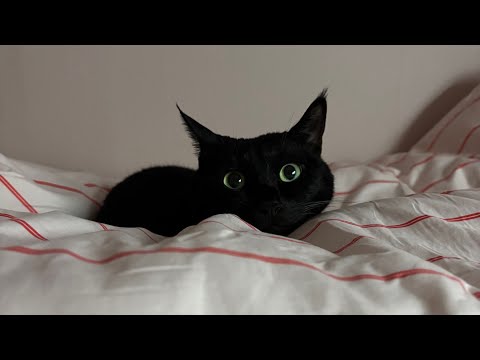 세상 귀여운 잠꼬대 😪 | VLOG 고양이 브이로그 🐈‍⬛