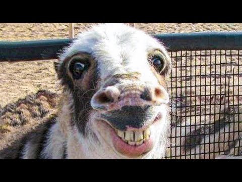 Funniest Animals News Bloopers